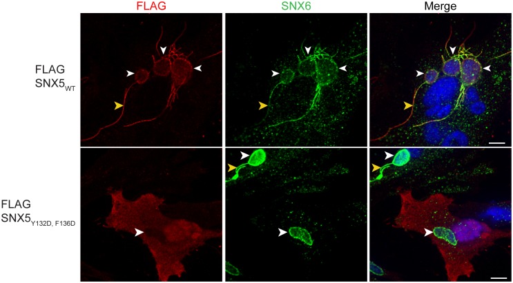 Figure 2—figure supplement 1.