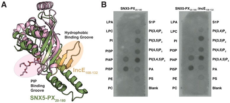 Figure 1—figure supplement 3.