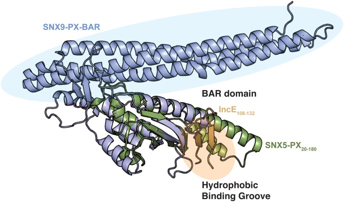 Figure 1—figure supplement 4.