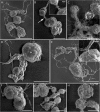 Fig 5