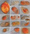 Fig 6
