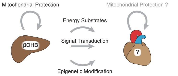 Fig.4. Multiple roles of ketone body metabolism