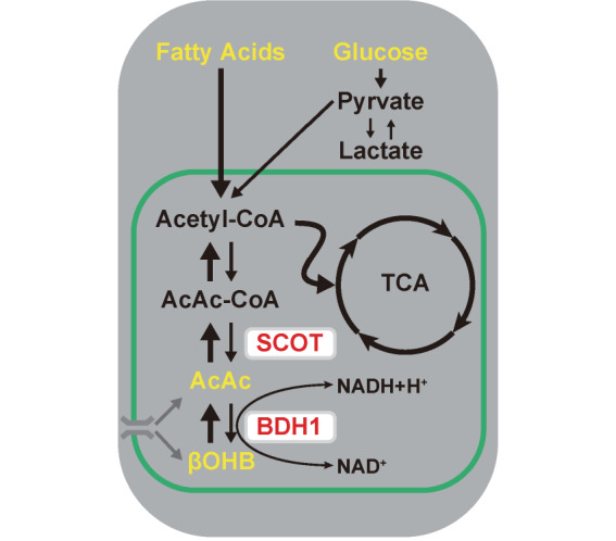 Fig.1. Ketone body utilization