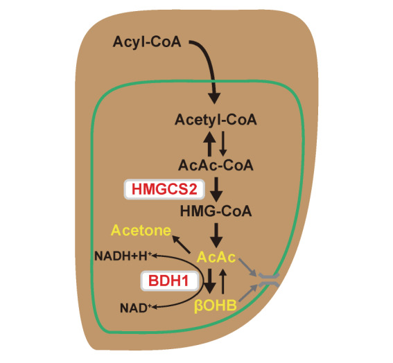 Fig.2. Ketone body production