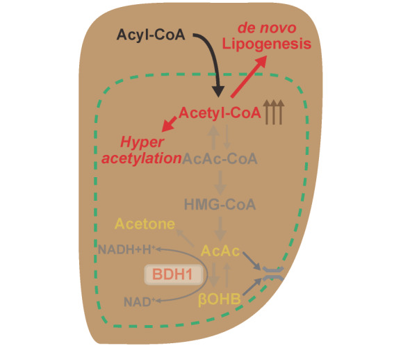 Fig.3. Loss of ketone body production impairs mitochondrial function