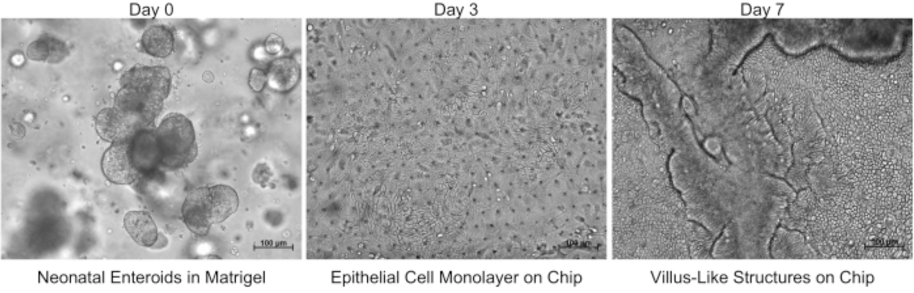 Figure 2: