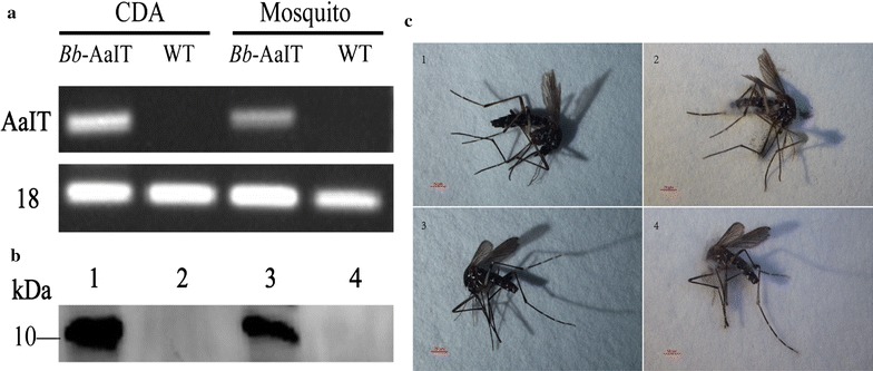 Fig. 1