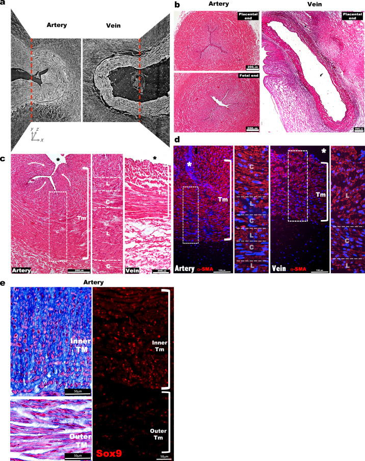 Figure 1—figure supplement 1.