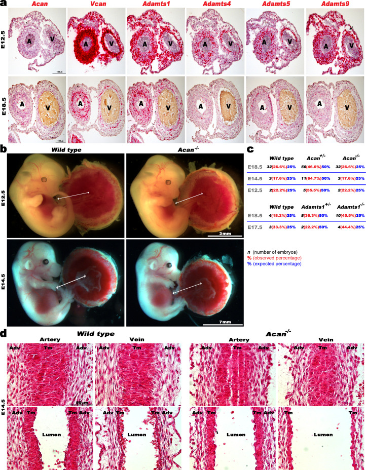 Figure 4—figure supplement 1.