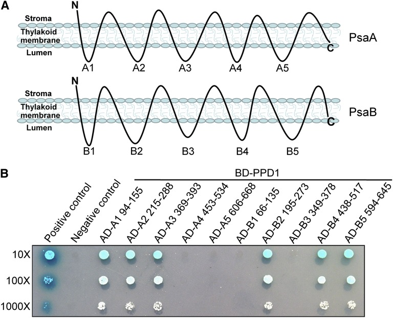 Figure 9.