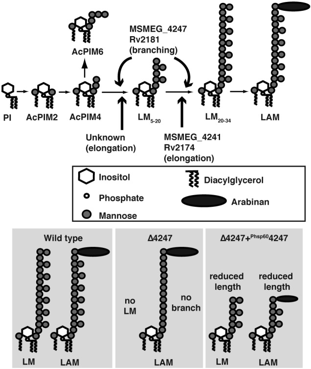 FIG 1 