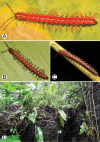Figure 30.