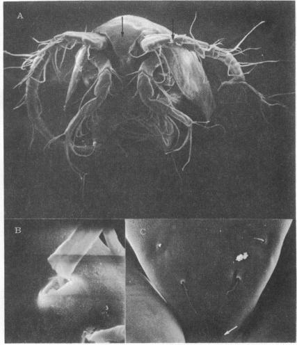 graphic file with name pnas00136-0192-a.jpg