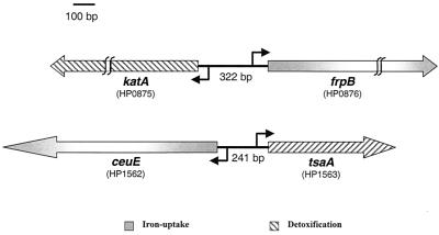 FIG. 1