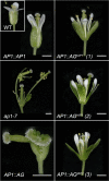 Fig. 6