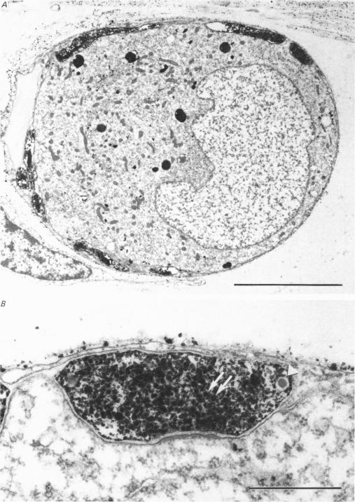 Plate 2