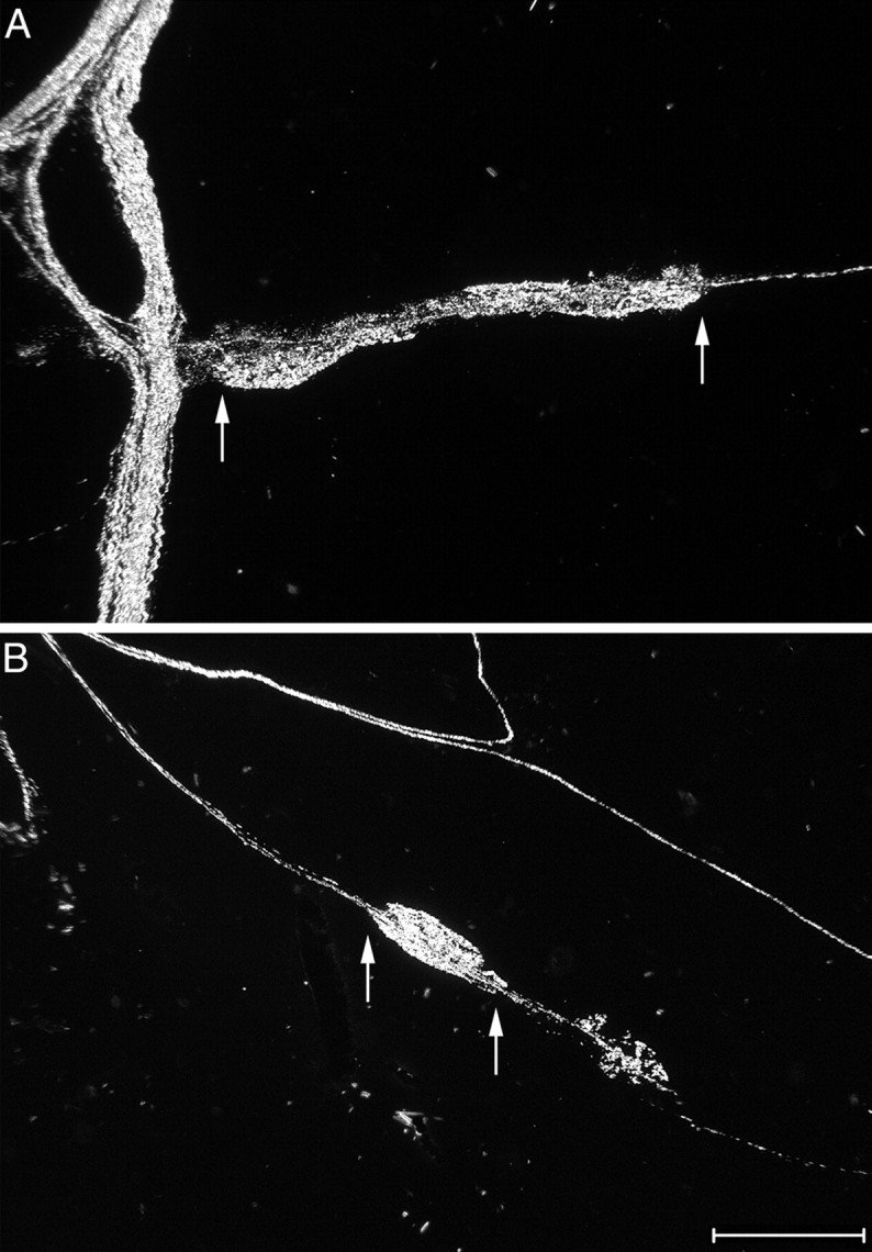 Fig. 10.