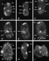 FIG. 9.