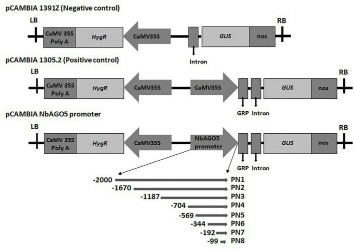 FIGURE 1