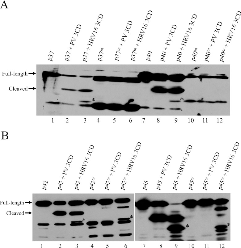 FIG 3