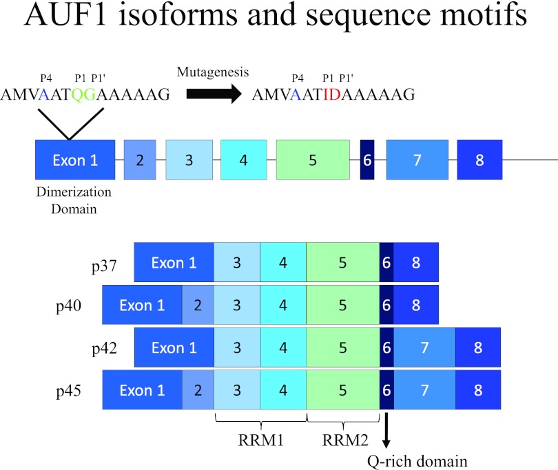 FIG 1