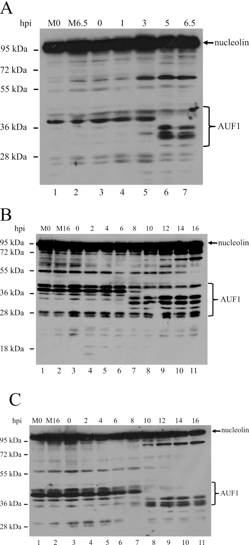 FIG 2