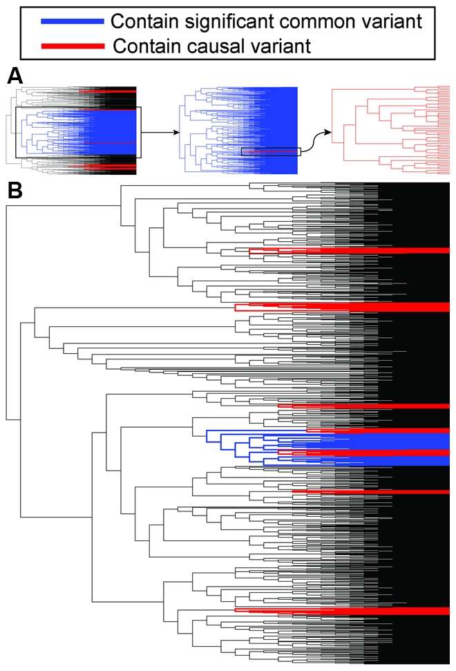 Genome-wide association studies have implicated hundreds of common variants of miniscule effect in diverse traits but a new study suggests that rare variants of much stronger effect may underlie some of these associations. Thus, large-scale sequencing may uncover more definitive leads about disease pathophysiology than the study of common variation has afforded.