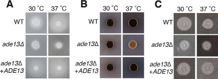 Figure 3.