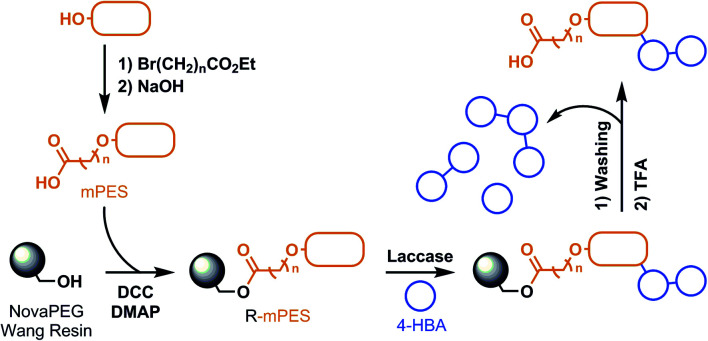 Scheme 5