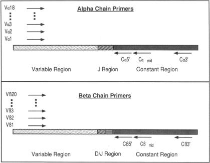 graphic file with name jcinvest00051-0038-a.jpg