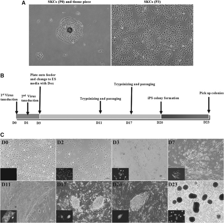 FIG. 2.