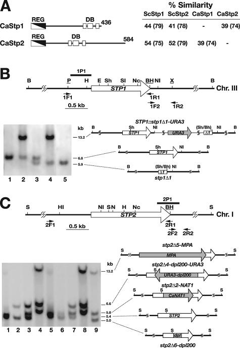 FIG. 1.