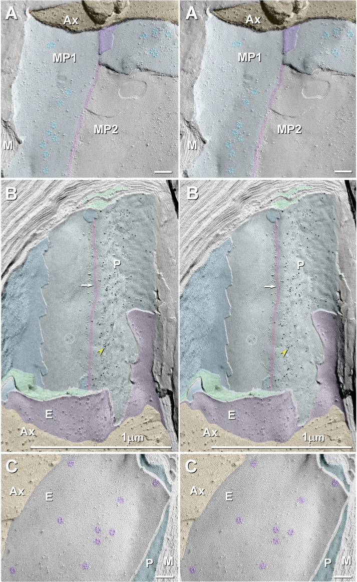 Fig. 10.