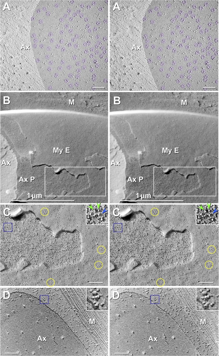 Fig. 8.