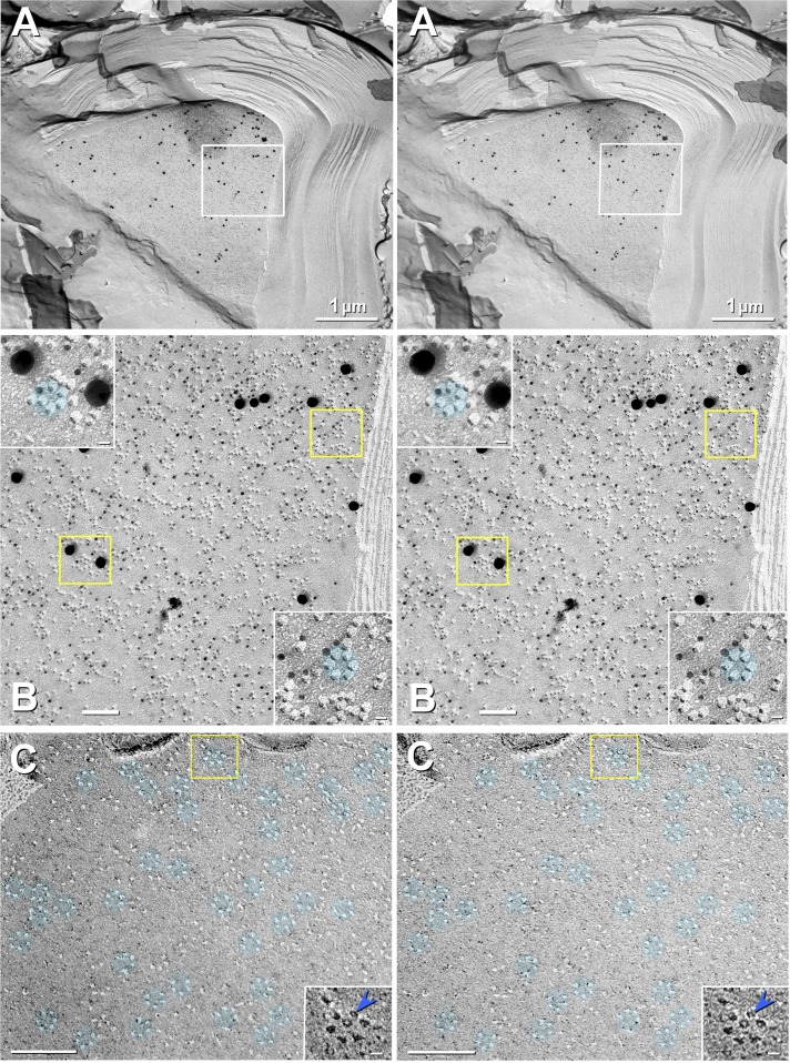 Fig. 7.