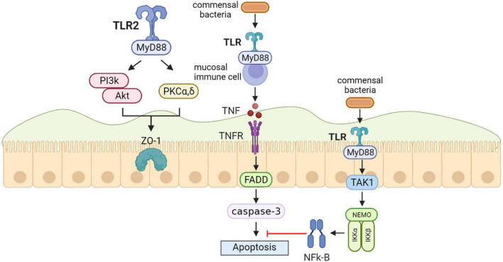 FIGURE 2