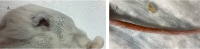 Figure 5:
