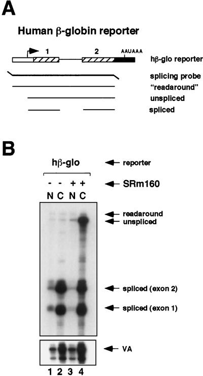 FIG. 1.