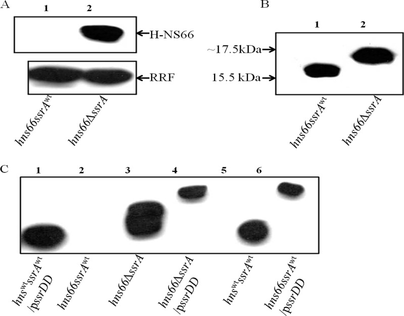 Fig 5