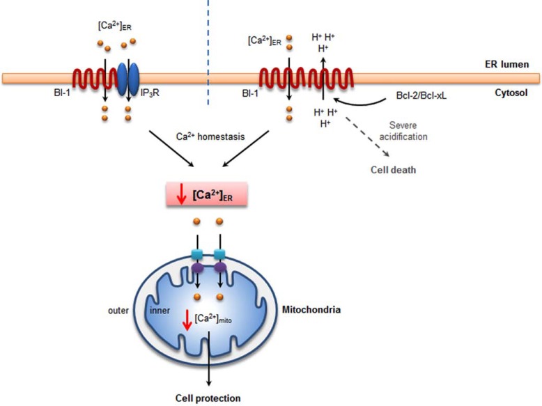 Fig. (1)