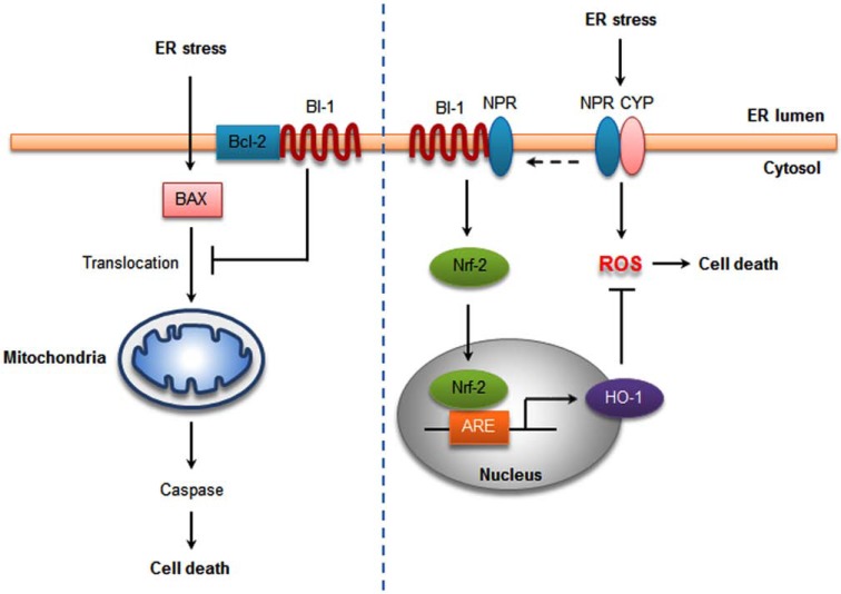 Fig. (2)