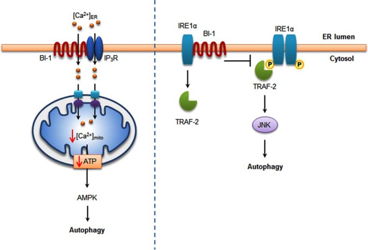 Fig. (4)