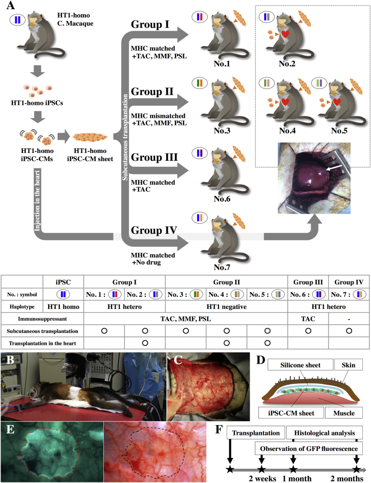 Figure 1