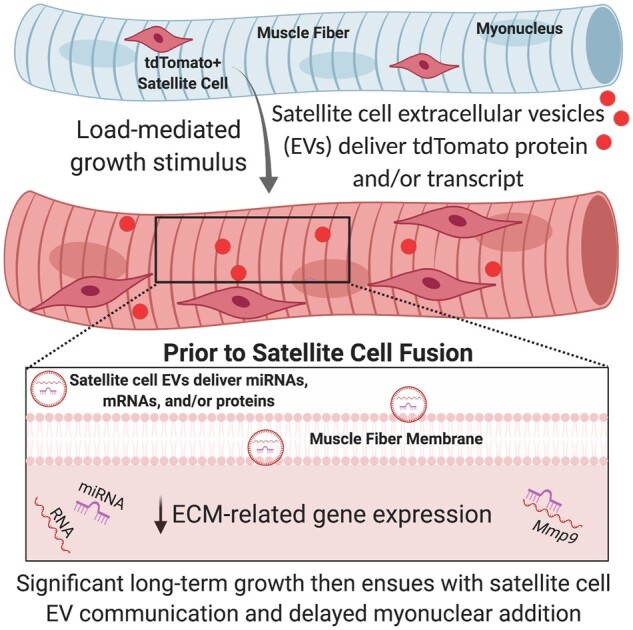 Graphical Abstract