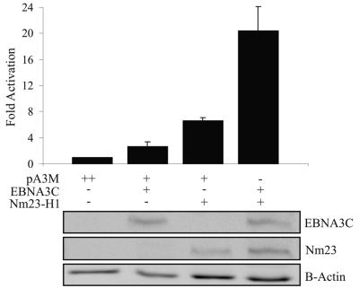 FIG. 1.