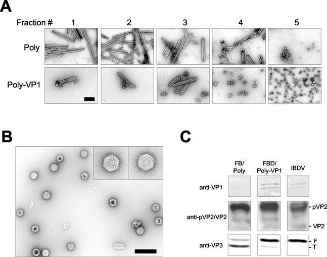 FIG. 9.