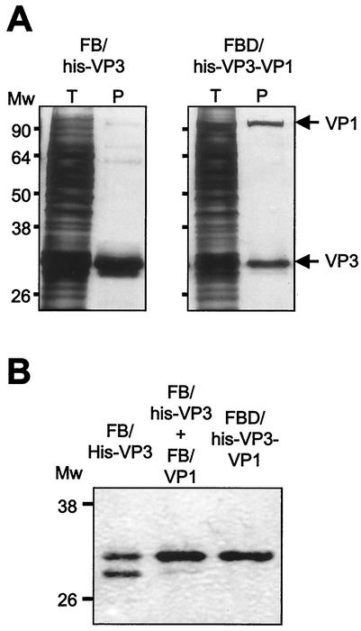 FIG. 6.