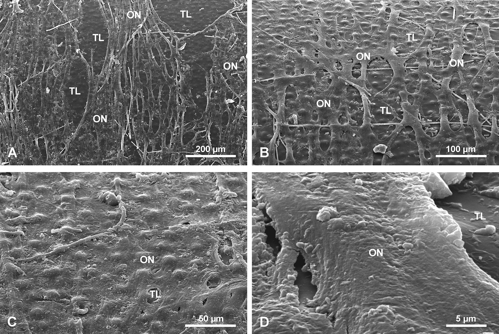 Fig. 12