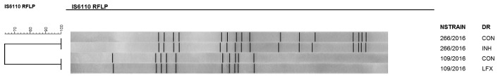 IS6110-RFLP patterns in two strains that exhibited heteroresistance. NStrain: number of strain; DR: drug resistance; CON: control; INH: isoniazid; LFX: levofloxacin.