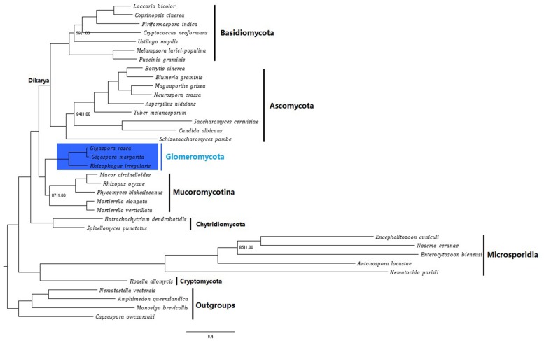 FIGURE 4